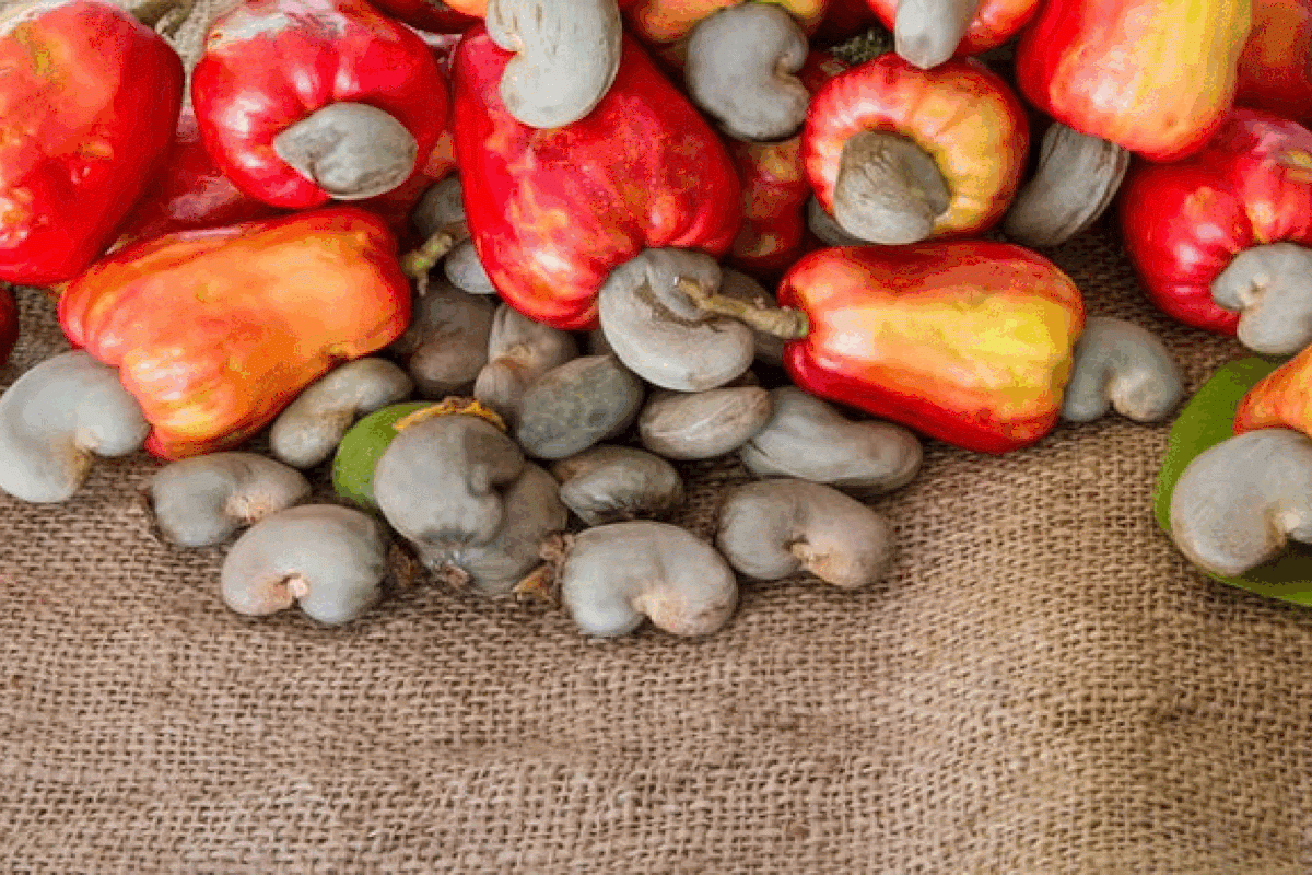 Raw Cashew Nut